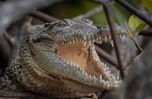 Tamarindo Estuary Tour Wildlife Adventure in Guanacaste