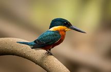 Tamarindo Estuary Tour Wildlife Adventure in Guanacaste
