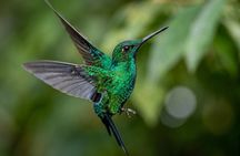 Mindo Cloud Forest Private Tour: Chocolate, Coffee, Birds, Nature
