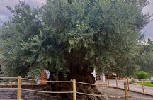 Private VIP Tour: Elafonissi & Chania Old Town from Heraklion