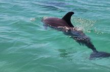 Jet Ski Dolphin Tour Adjacent to Crab Island