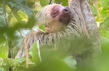 Corcovado National Park Day Tour: Guided Wildlife Walk at Sirena