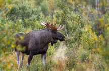 Year Round Moose Safari