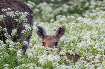Year Round Moose Safari