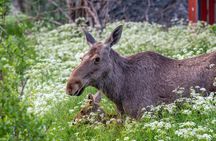 Year Round Moose Safari