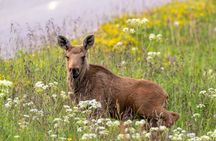 Year Round Moose Safari