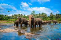 Kandy Day Tour from Colombo