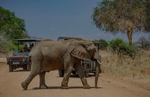 2-Day Mikumi National Park Safari from Dar es Salaam by SGR Train