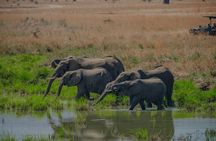 2-Day Mikumi National Park Safari from Dar es Salaam by SGR Train