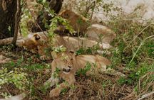 2-Day Mikumi National Park Safari from Dar es Salaam by SGR Train