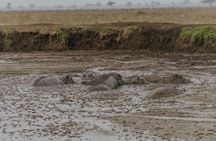 2-Day Mikumi National Park Safari from Dar es Salaam by SGR Train