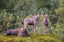Explore Nature and Wildlife in Andoya Scenic Route