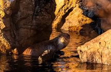 Explore Nature and Wildlife in Andoya Scenic Route