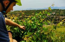 Archanes e-bike day trip from Heraklion with food & wine tasting