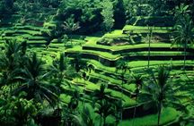 Bali Private All-Inclusive: Swing, Waterfall & Holy Temple