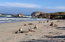 EV Island Explorer Tours