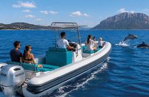 Dolphin watching tour in Luxury inflatable boat with skipper