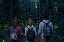 From Puebla: Firefly Sanctuary Tour + Local Dinner