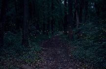 From Puebla: Firefly Sanctuary Tour + Local Dinner