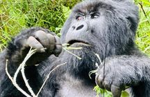3 Day Uganda Gorilla and Golden Monkey Trekking Adventure