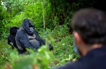 3 Day Uganda Gorilla and Golden Monkey Trekking Adventure