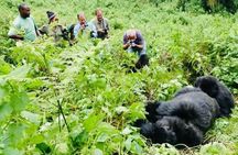 3 Day Uganda Gorilla and Golden Monkey Trekking Adventure