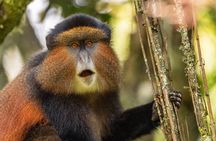 1 Day Golden Monkey Trek Tour in Volcanoes National Park