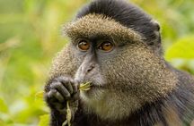 1 Day Golden Monkey Trek Tour in Volcanoes National Park