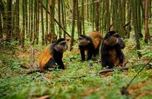 1 Day Golden Monkey Trek Tour in Volcanoes National Park
