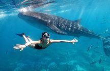 Cebu: Oslob Whale Shark Swimming & Kawasan Falls Canyoneering