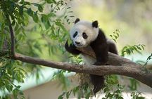 Group Half Day Tour: Panda House and Summer Palace