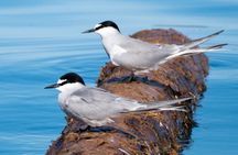 3 Hour Scenic Birding Cruise