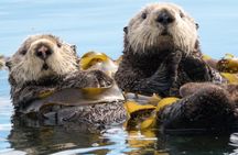 Kachemak Bay Marine Wildlife and Nature Cruise