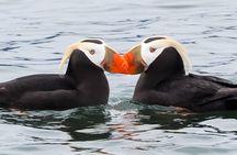 Kachemak Bay Marine Wildlife and Nature Cruise