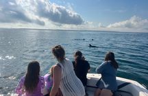 Private Dolphin and Snorkel Tour in Panama City Beach