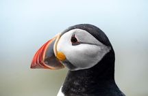 Audubon Puffin Cruise from Boothbay Harbor