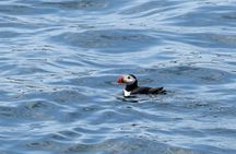 Audubon Puffin Cruise from Boothbay Harbor