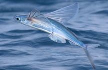Catalina Nighttime Flying Fish and Undersea Adventure Cruise