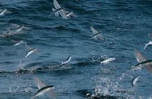 Catalina Nighttime Flying Fish and Undersea Adventure Cruise
