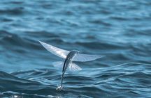 Catalina Nighttime Flying Fish and Undersea Adventure Cruise