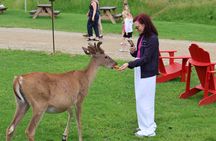 Montreal: Omega Park Canadian Wildlife Safari Adventure