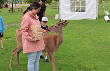 Montreal: Omega Park Canadian Wildlife Safari Adventure