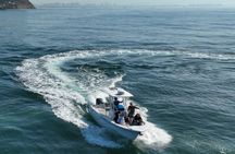 Premier Whale and Dolphin Watching