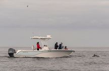 Premier Whale and Dolphin Watching