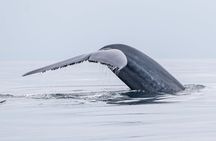 Premier Whale and Dolphin Watching