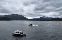 Exclusive Whale Watching