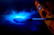 Merritt Island Bioluminescent Nighttime Glow Kayak and SUP Tour