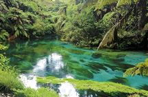 Waitomo Glowworm, Blue Springs, and Hobbiton Day tour