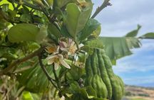 West Maui Herbal Tea and Tropical Fruit Tasting Tour