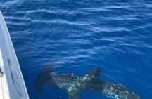 Most Famous Catamaran in Tenerife Island - Unlimited Drinks